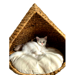 A Cute White Kitten Relaxing In A Cozy Woven Cat House, Ankara. 12914 - Cat PNG image with transparent background